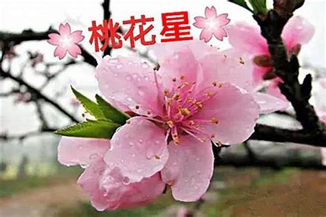 癸未日桃花|如何看懂自己的八字——辨识桃花